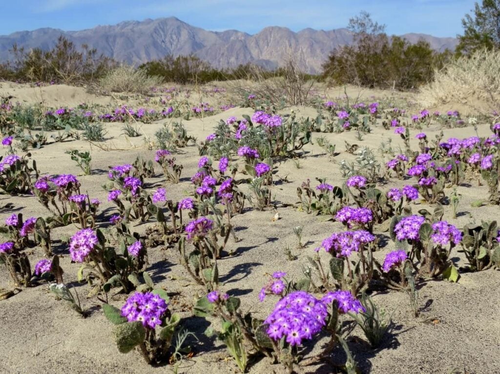 Desert Sand Verbena (Abronia villosa)