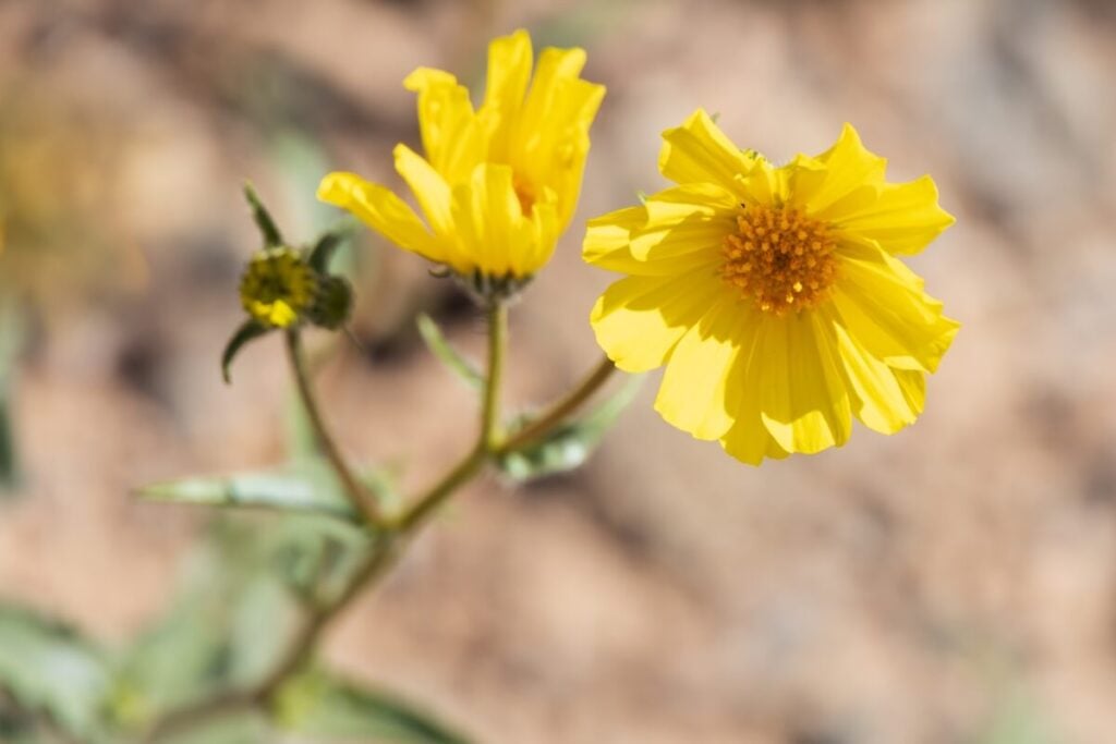 Desert Sunflower (Geraea canescens)