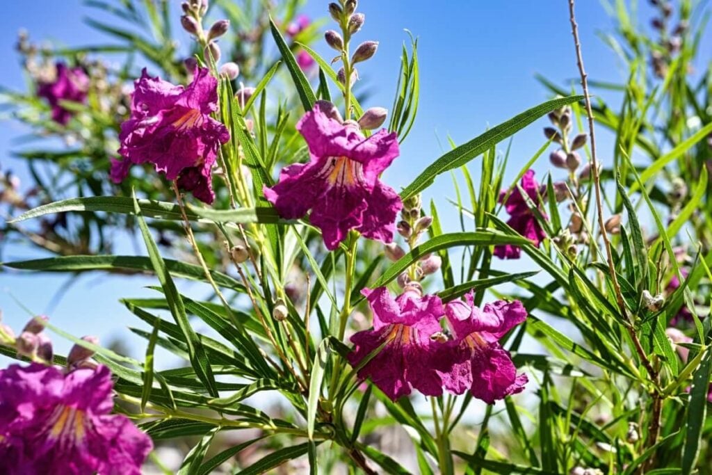 Desert Willow (Chilopsis linearis)