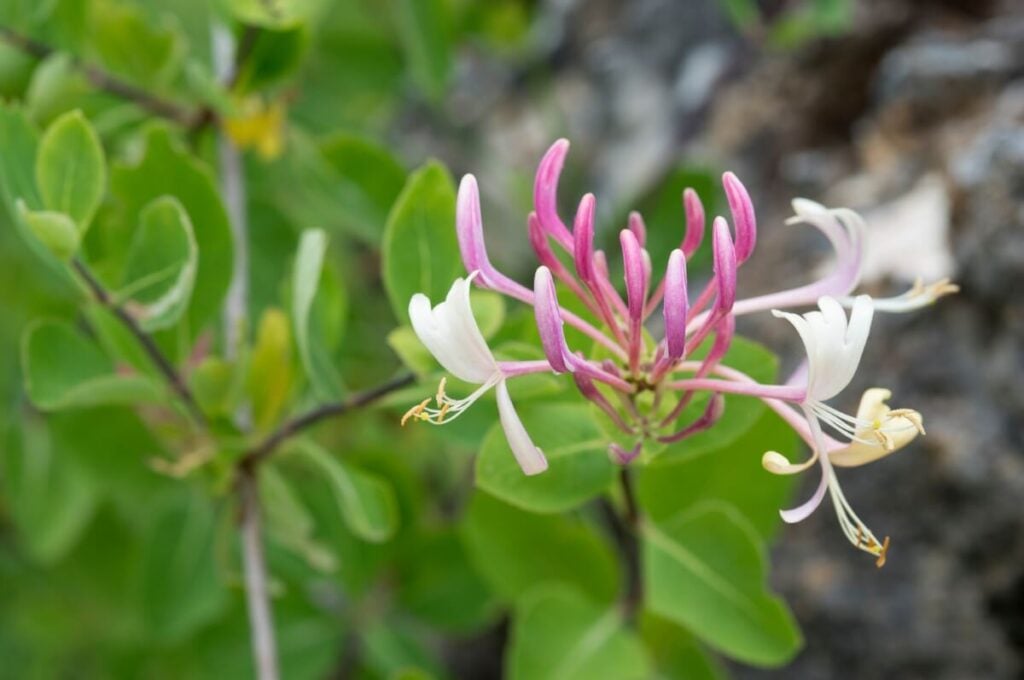 Pink and white Evergreen Honeysuckle flowers growing natively in Spain 