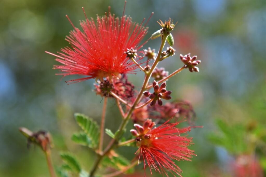 Fairy Duster (Calliandra eriophylla)