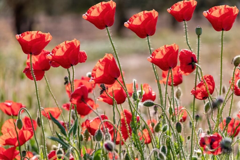Field Poppy