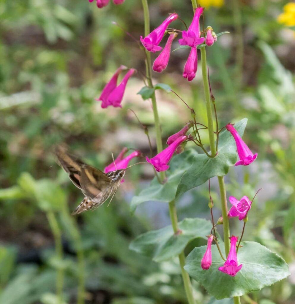 Firecracker Penstemon (Penstemon eatonii)