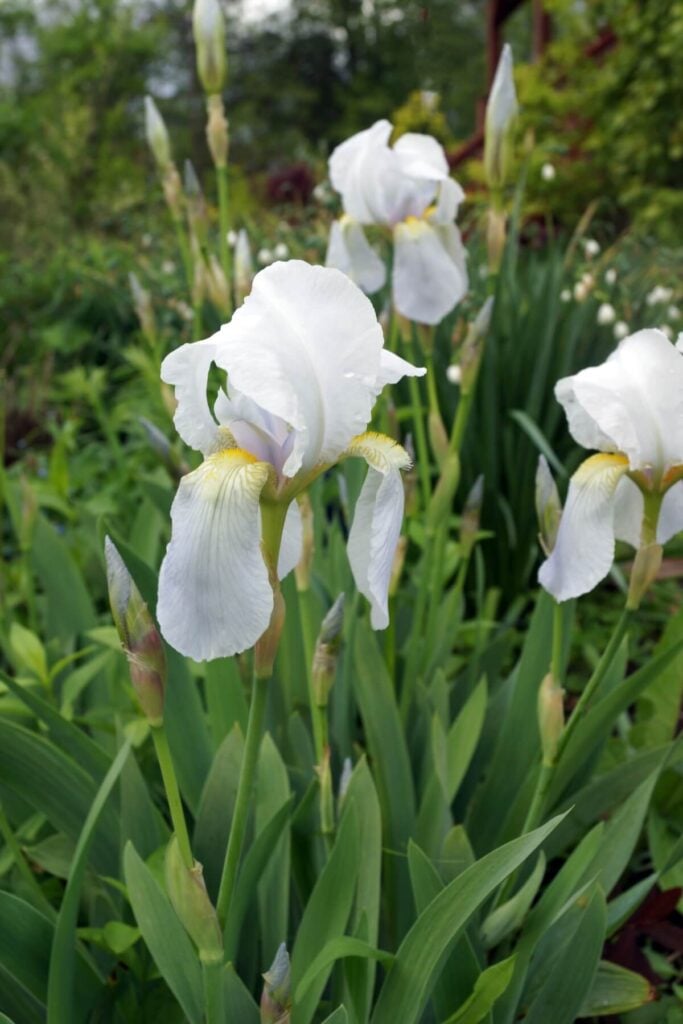 White Florentine Iris flowers growing natively in Italy