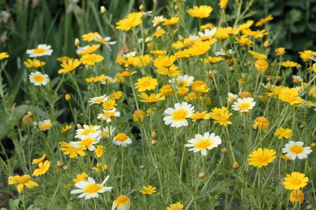 A cluster of yellow Garland Chrysanthemum flowers growing natively in Italy