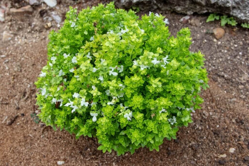 Genovese Basil