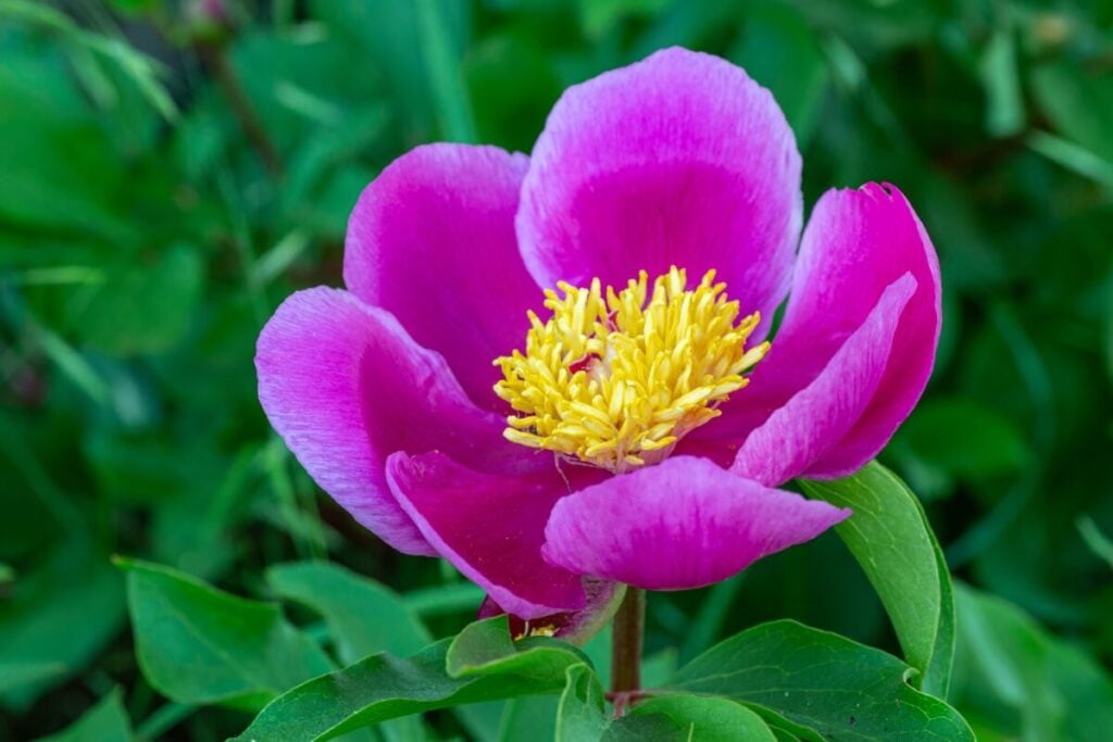 A bright pink Iberian Peony in bloom 