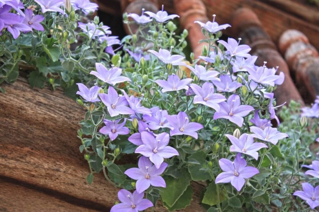 Star-shaped Italian Bellflowers in bloom 