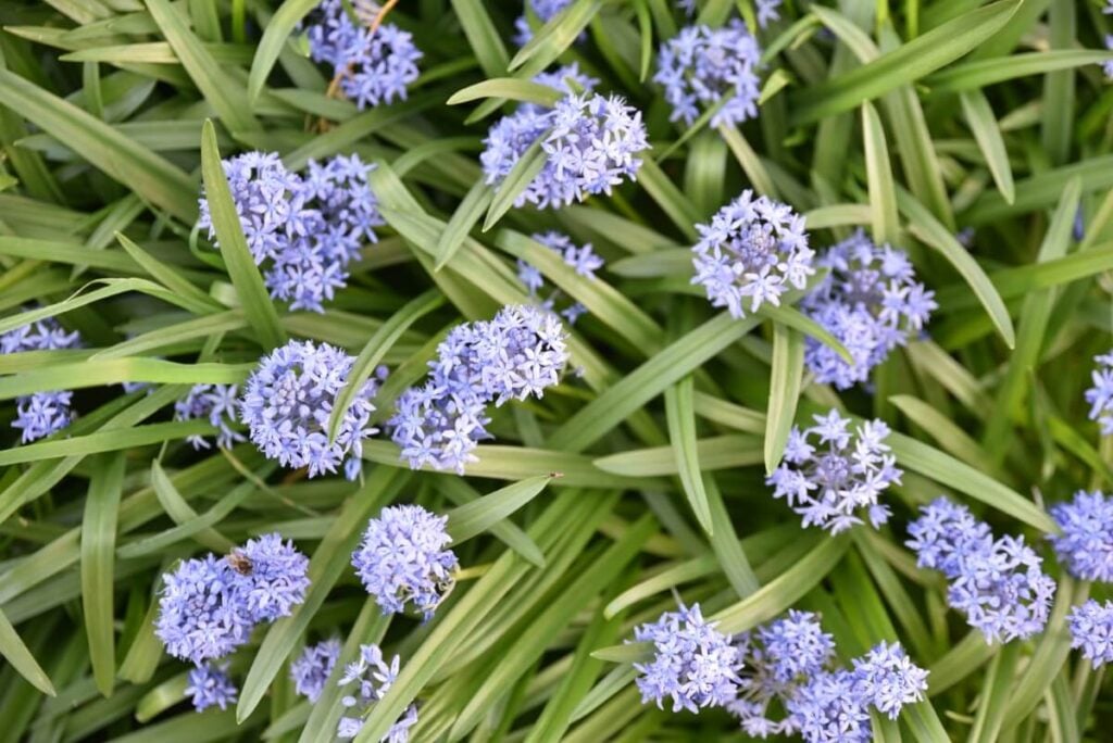 A cluster of purple Italian Bluebells in bloom 