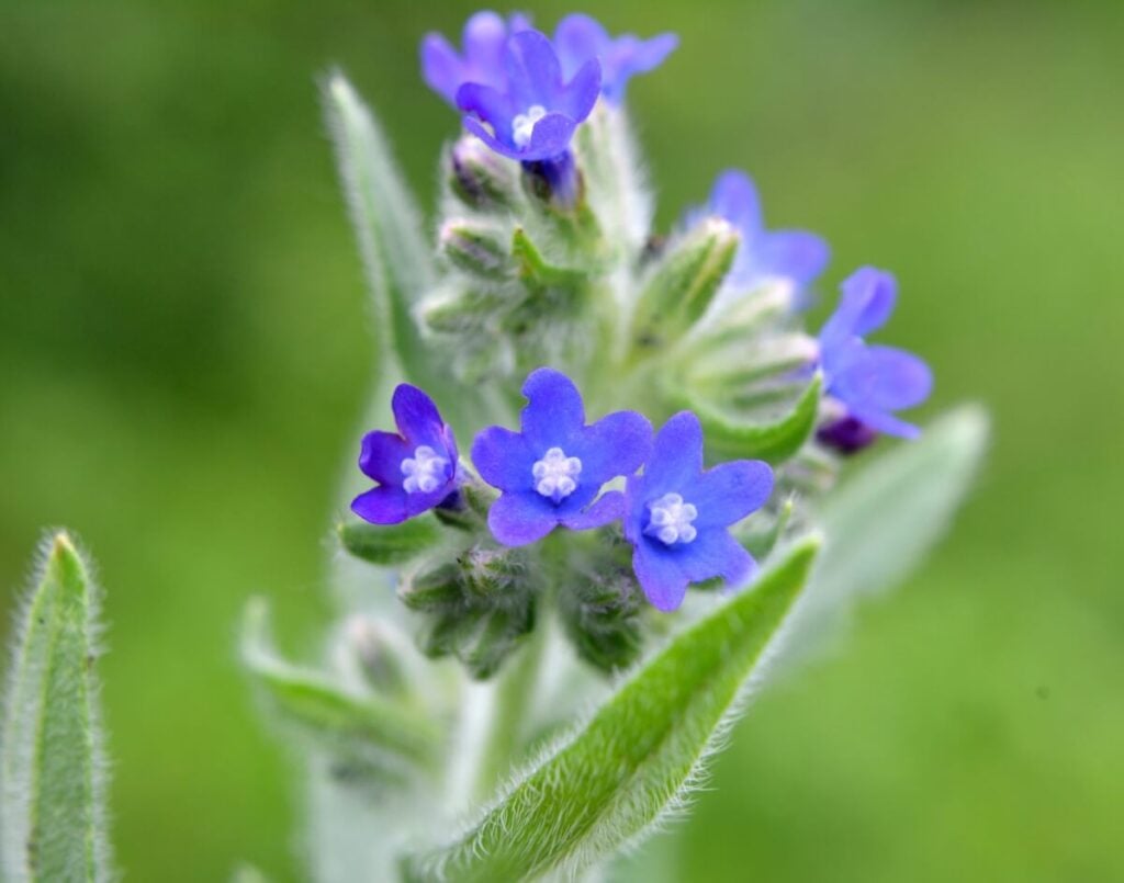 Purple Italian Bugloss flowers in bloom 