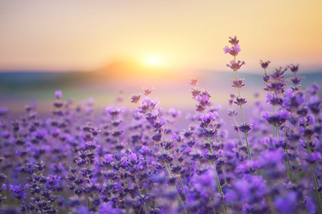A field of Italian Lavender in bloom 