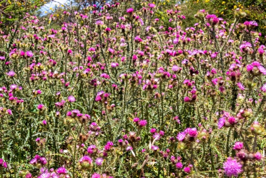 A cluster of pink blooming Italian Thistle