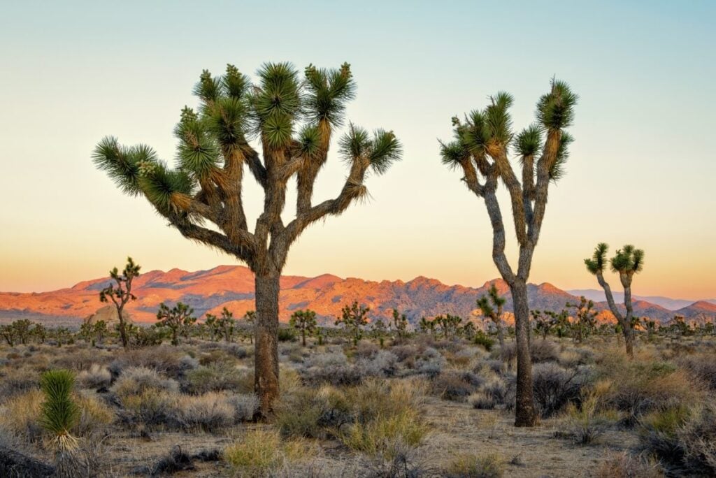 Joshua Tree Blossoms (Yucca brevifolia)