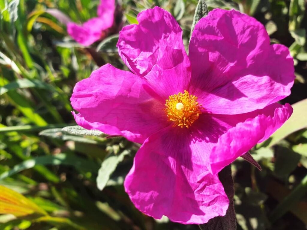 Pink Laurel-leaf Cistus flower in bloom 