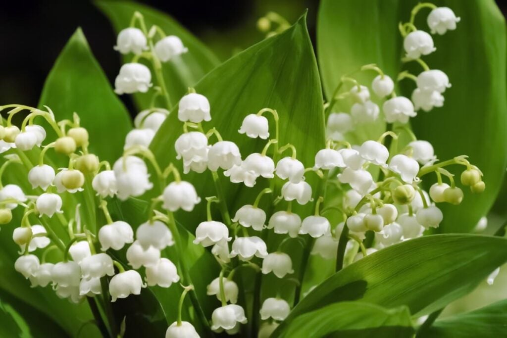 Bright white Lily of the Valley flowers growing natively in Italy
