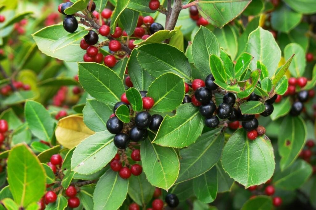 Mediterranean Buckthorn plant displaying red and black berries