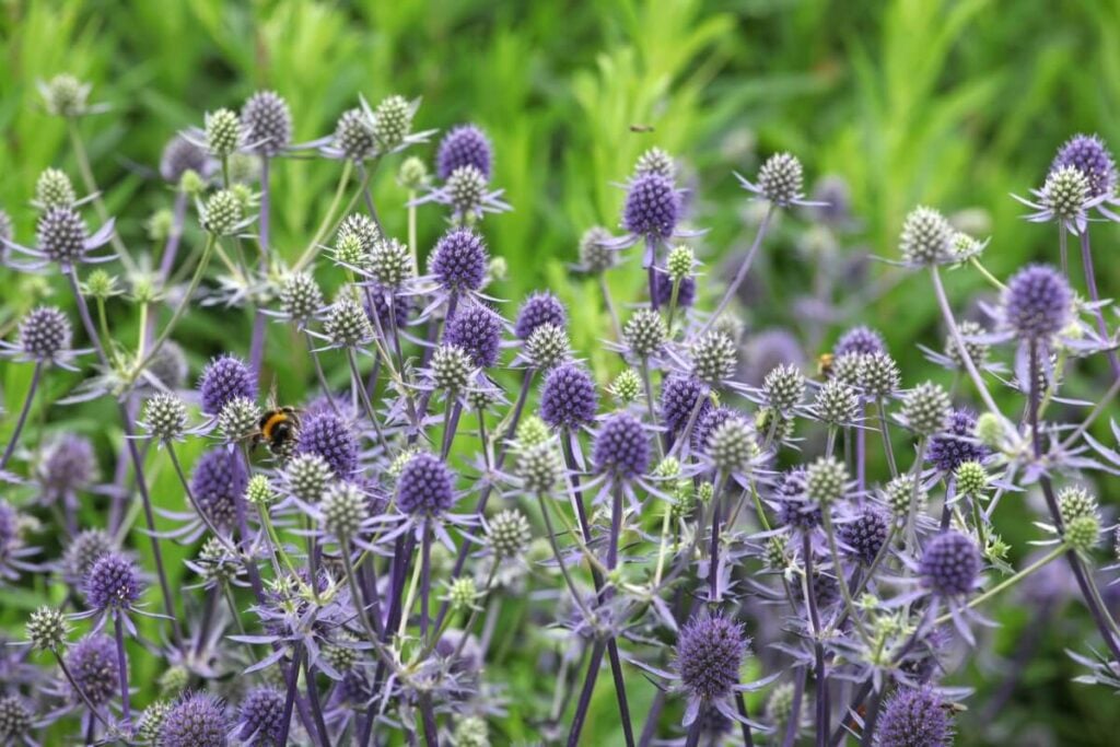 Purple Mediterranean Sea Holly growing natively in Spain 