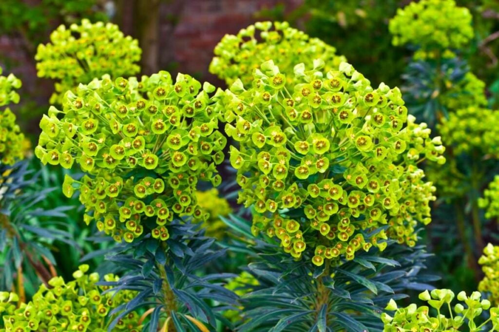 Green Mediterranean Spurge plants in bloom in Spain 