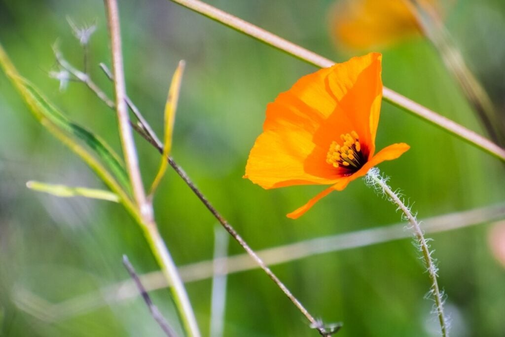 Mexican Gold Poppy (Eschscholzia californica ssp. mexicana)