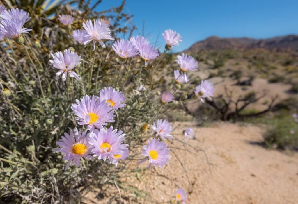 Mojave Aster (Xylorhiza tortifolia)