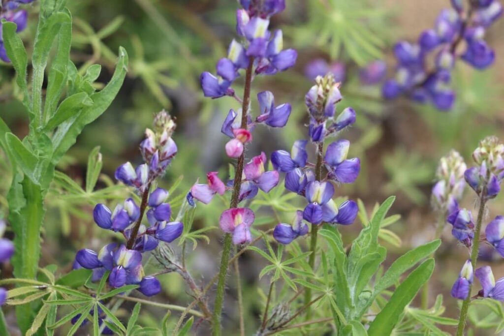 Mojave Lupine (Lupinus sparsiflorus)