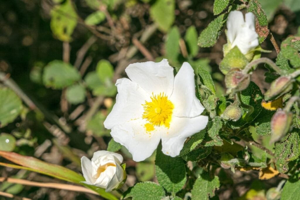 A bright white Montpellier Cistus flower