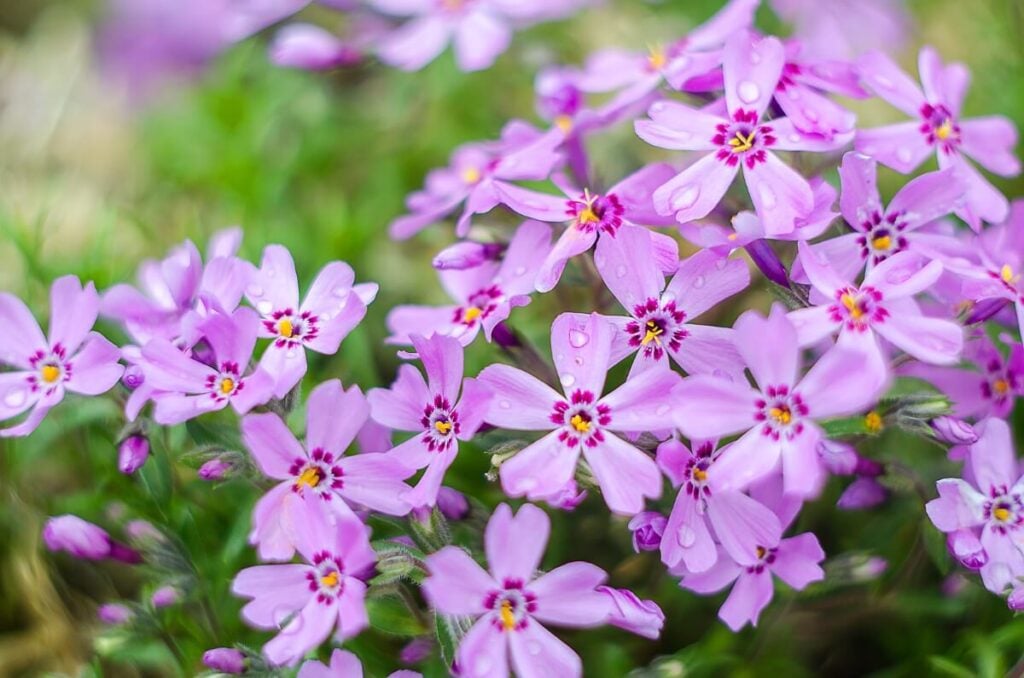 Mountain Phlox (Phlox austromontana)