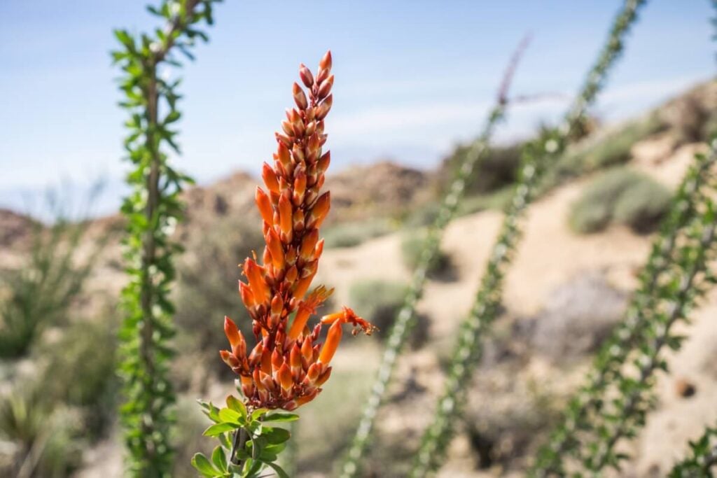 Ocotillo Flowers (Fouquieria splendens)