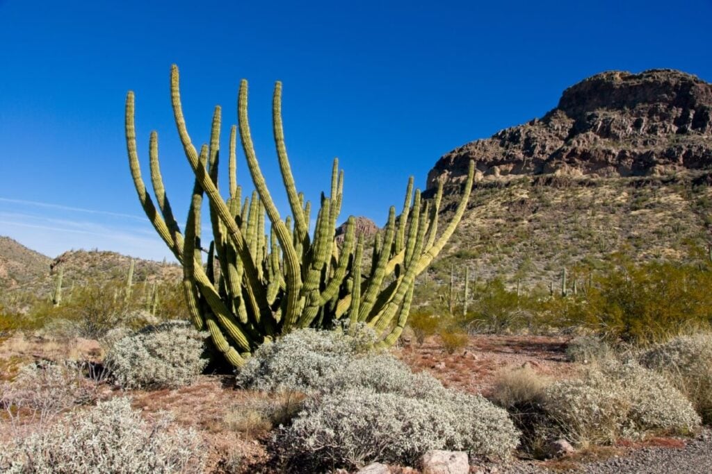 Organ Pipe Cactus Flower (Stenocereus thurberi)