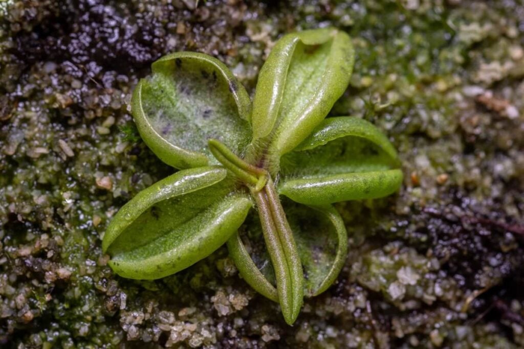 A green Pale Butterwort plant growing close to the ground 