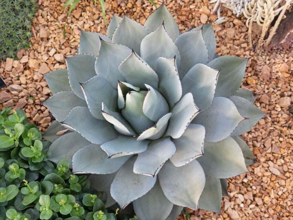 Parry's Agave (Agave parryi)