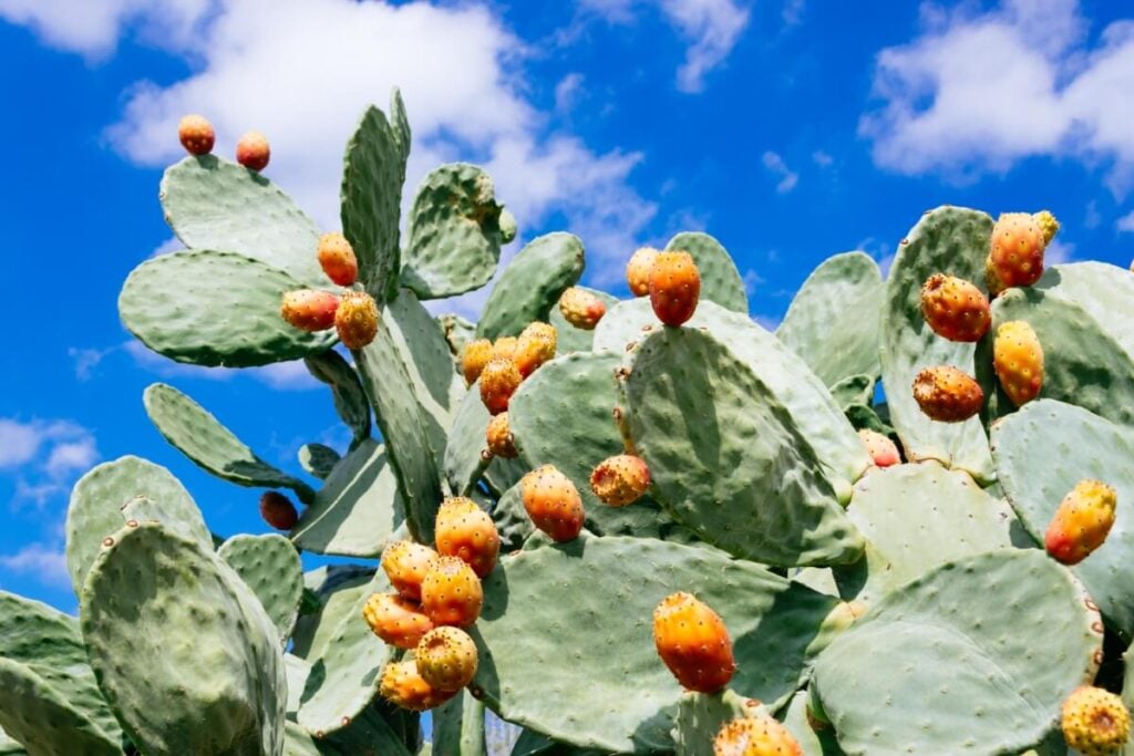Prickly Pear Cactus Flower (Opuntia spp.)