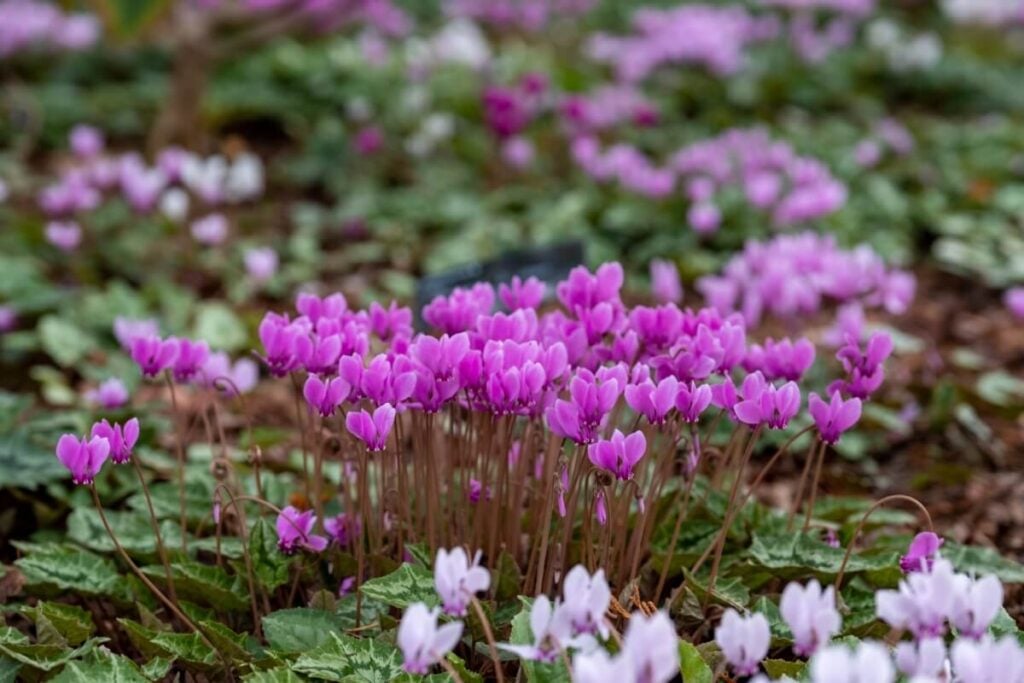 Purple Cyclamen flowers growing natively in Italy