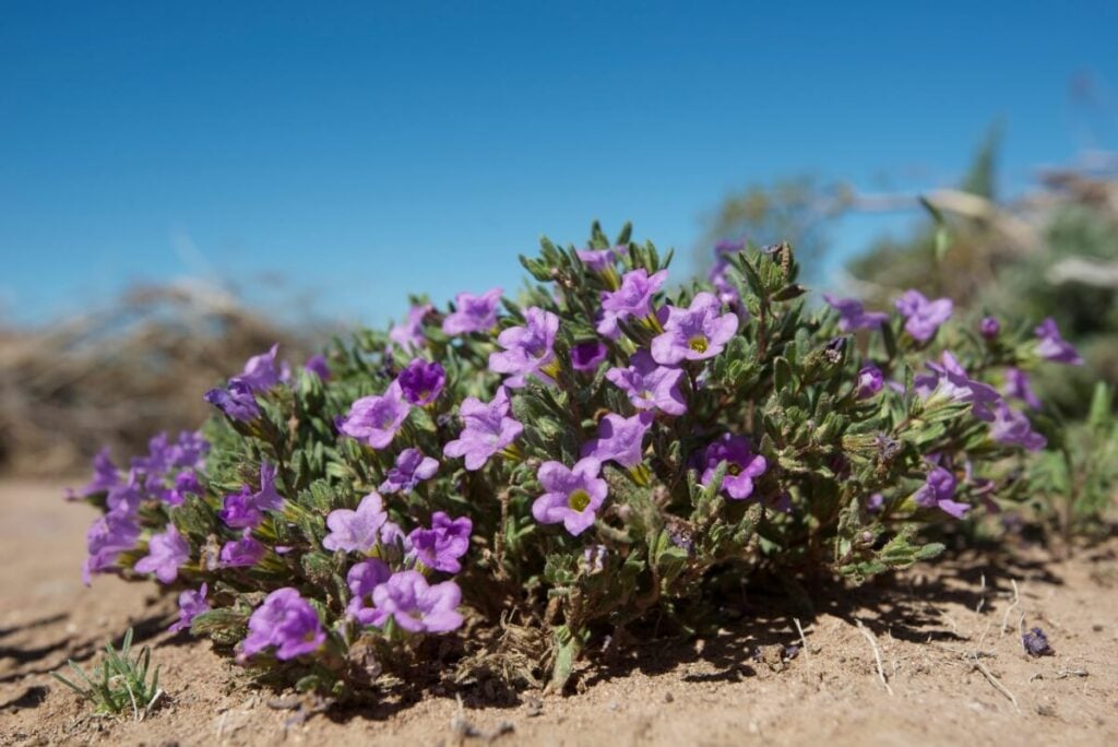 Purple Mat (Nama demissum)