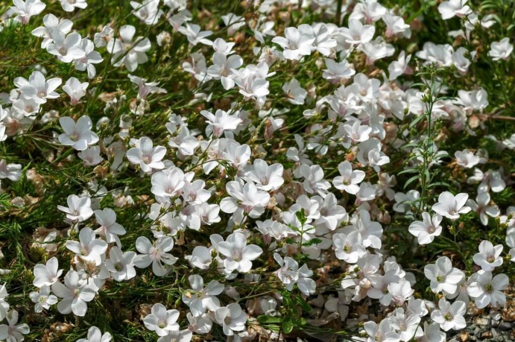White Pyrenean Flax flowers in bloom 