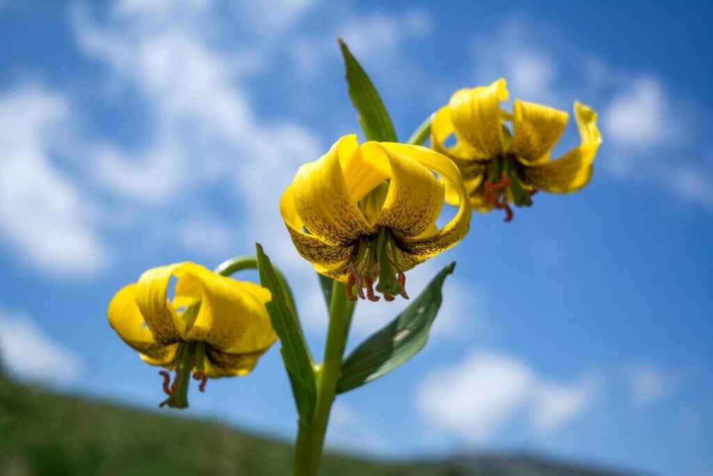 Yellow Pyrenean Lily flowers against a deep blue sky with scattered clouds