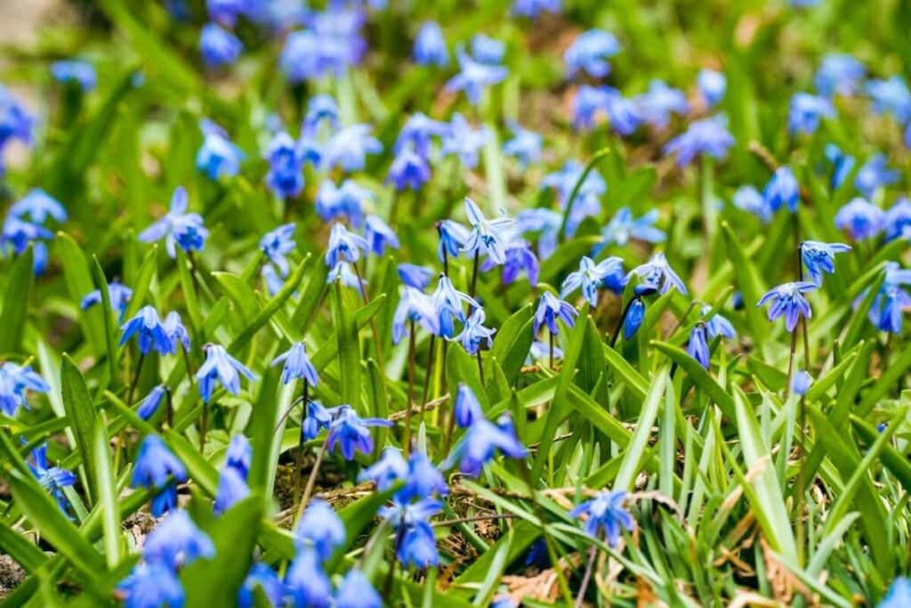 Blue Pyrenean Squill flowers in bloom 