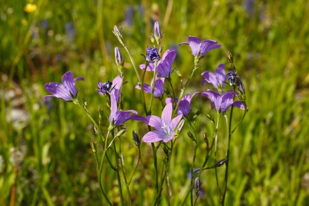 Purple Rampion flowers growing natively in Spain 