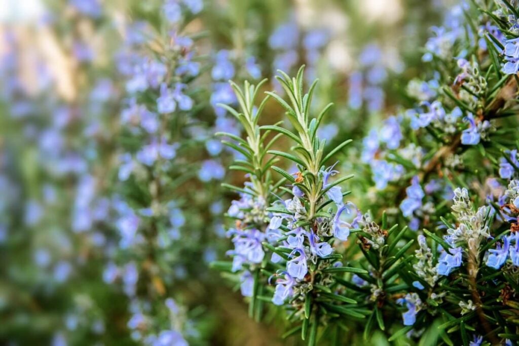Rosemary plants in bloom with tiny blue flowers