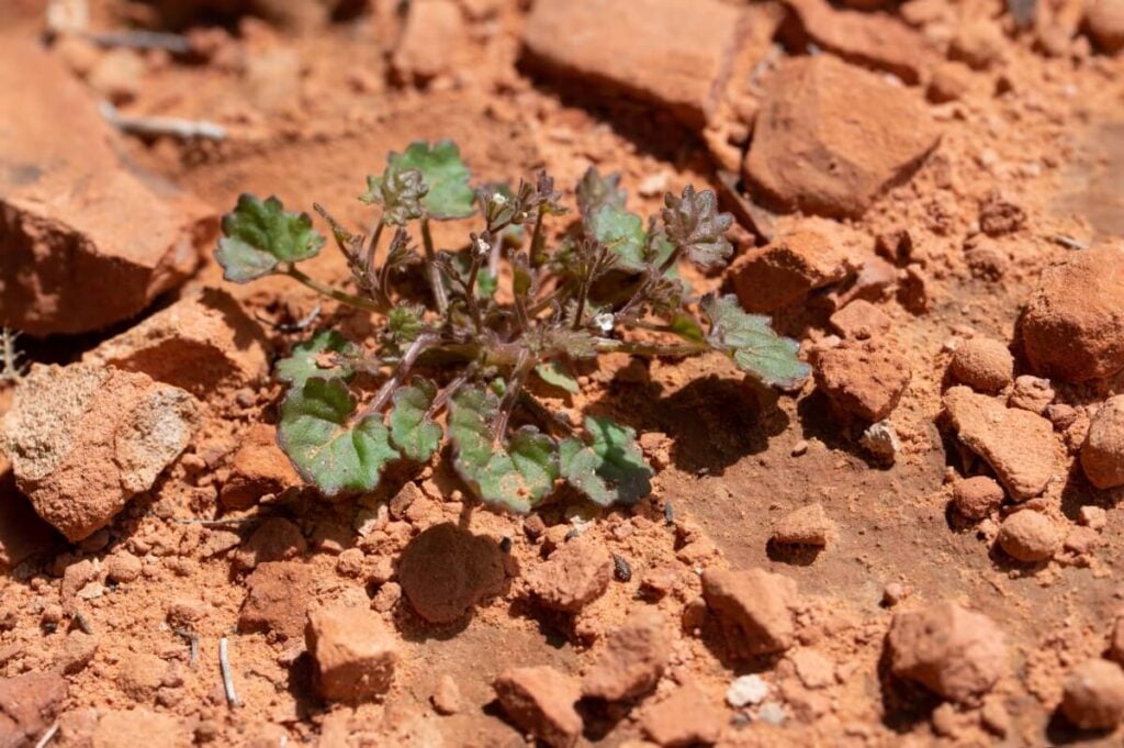 Roundleaf Phacelia (Phacelia rotundifolia)