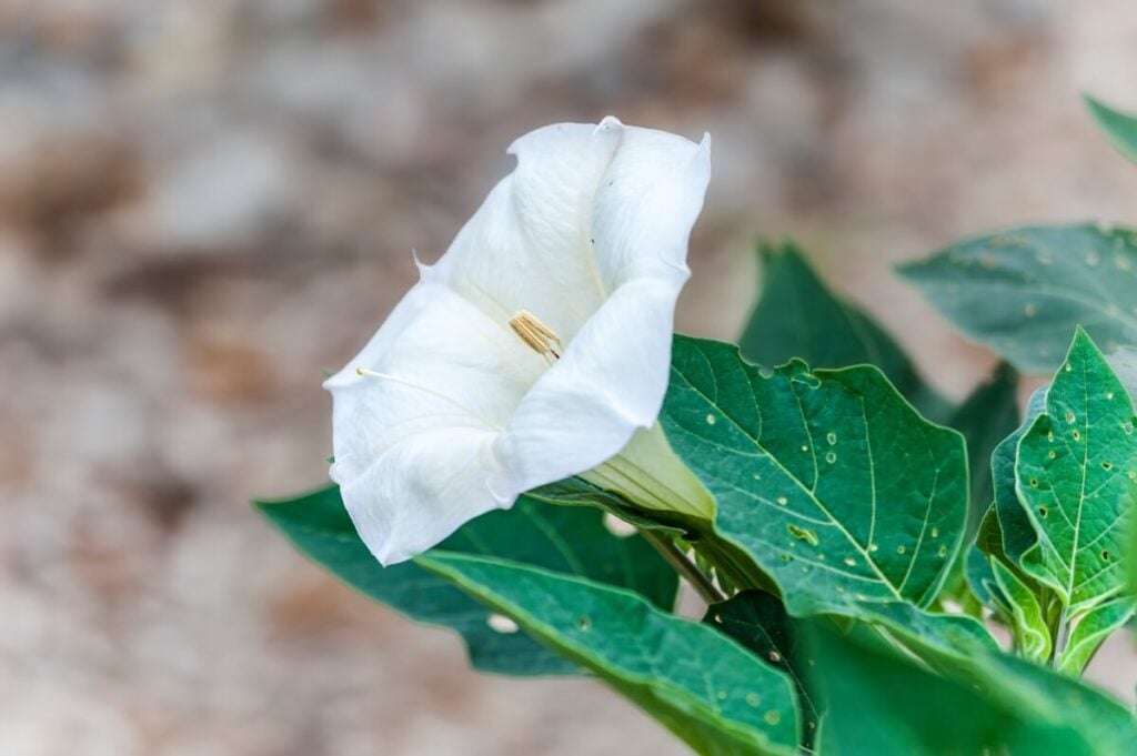 Sacred Datura (Datura wrightii)