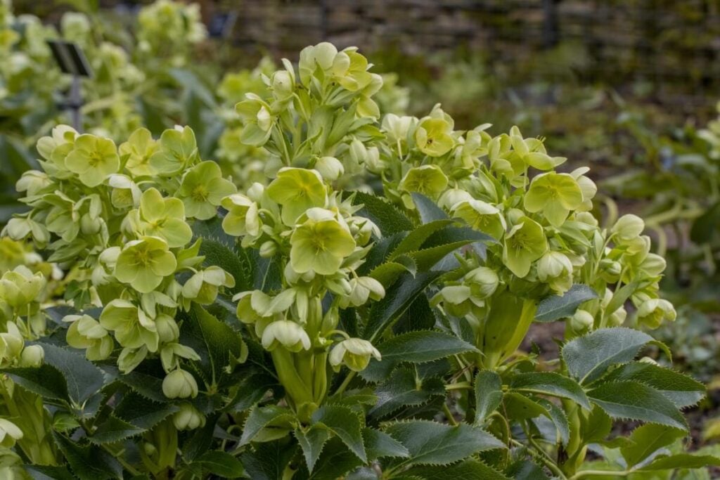 Green Sardinian Hellebore flowers in Italy