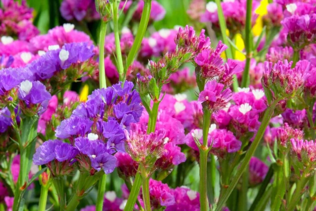 Pink and purple Sea Lavender flowers in bloom 
