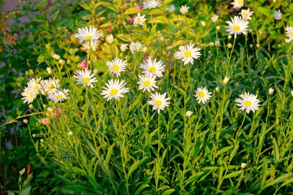 Sicilian Chamomile flowers in bloom with white petals and yellow centers