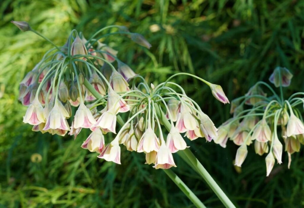 Sicilian Honey Garlic in bloom 