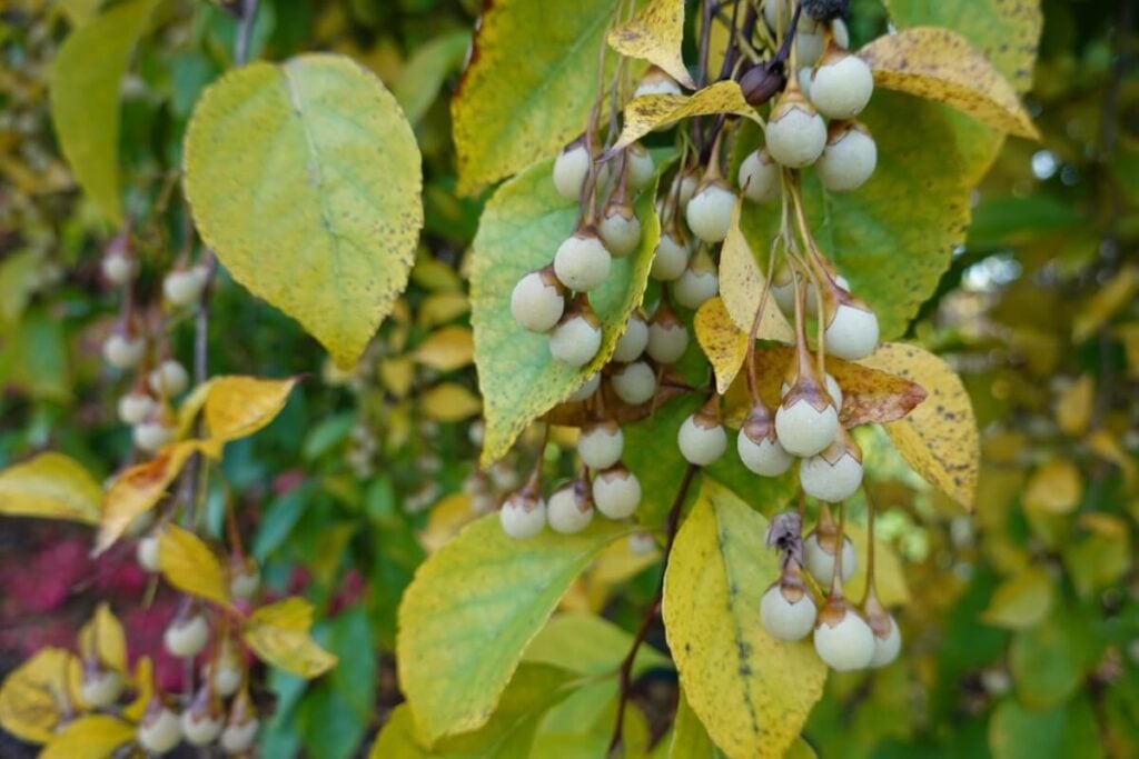 Snowbell Bush in bloom 