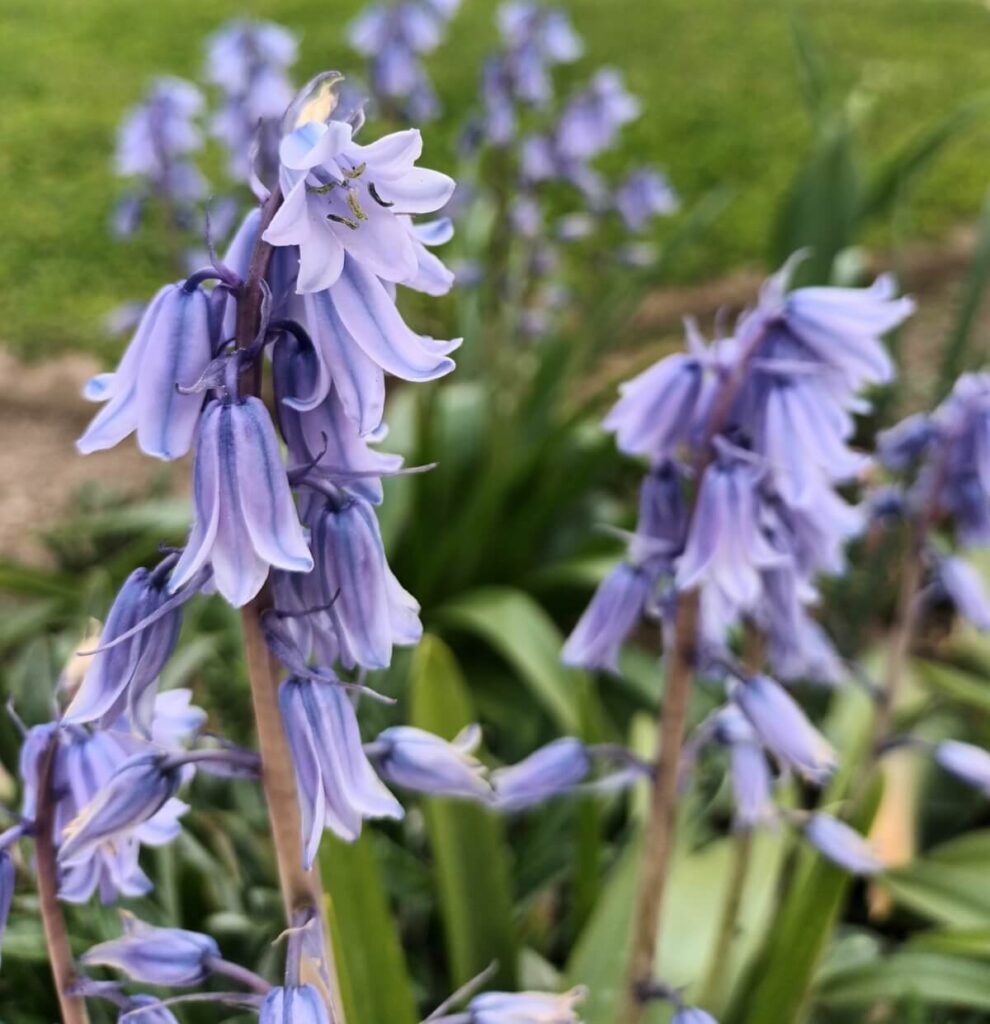 Spanish Bluebell flowers in bloom 