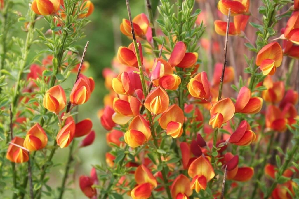Red and orange Spanish Broom flowers