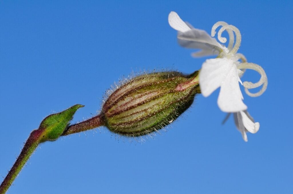 A single white Spanish Catchfly flower