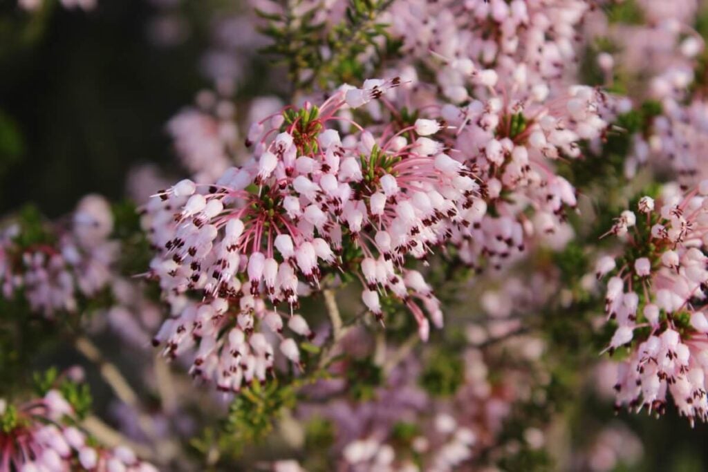 Pink Spanish Heath plants in bloom 